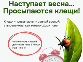 Клещи просыпаются: как защитить ребёнка.